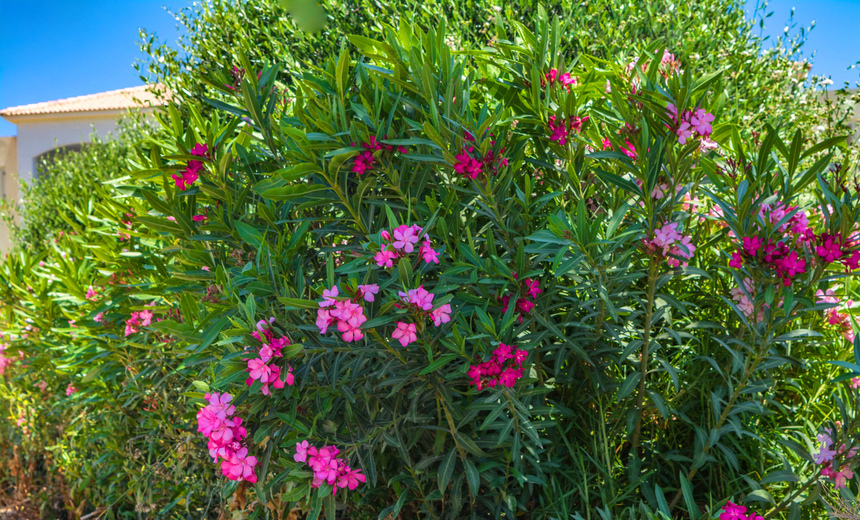 Олеандр — кипрский цветок-загадка: фото 2
