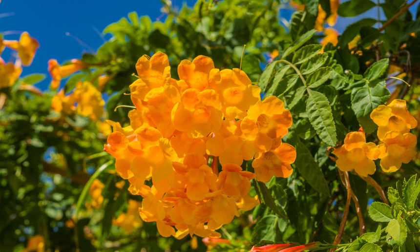 На Кипре цветет кампсис!: фото 8