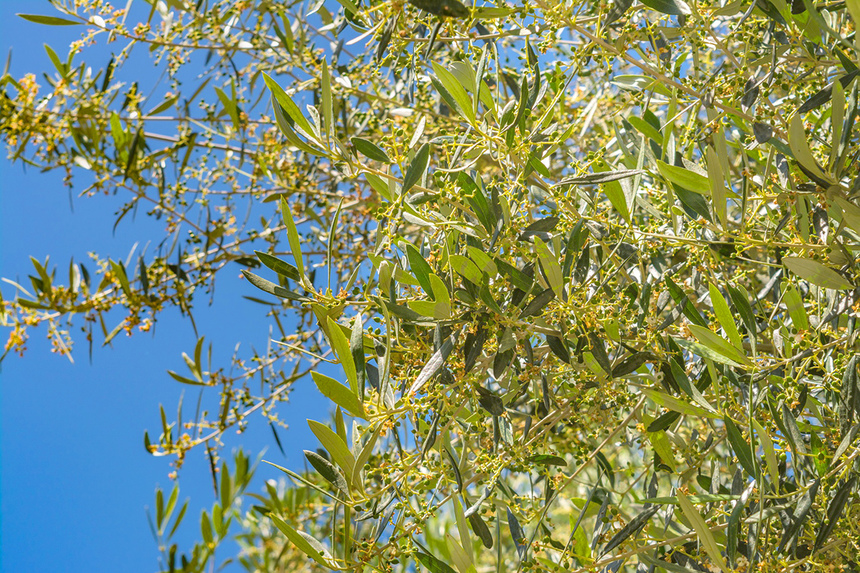 В мае на Кипре в цвету оливковые деревья! : фото 29