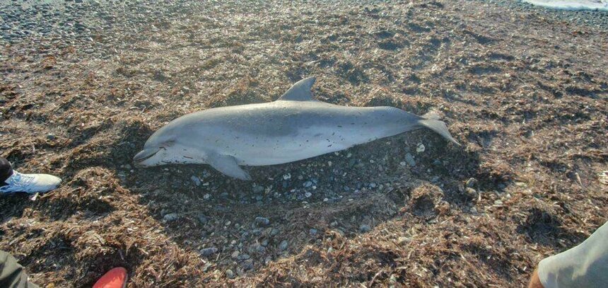 На пляже Ледис Майл в Лимассоле обнаружен мертвый дельфин: фото 2