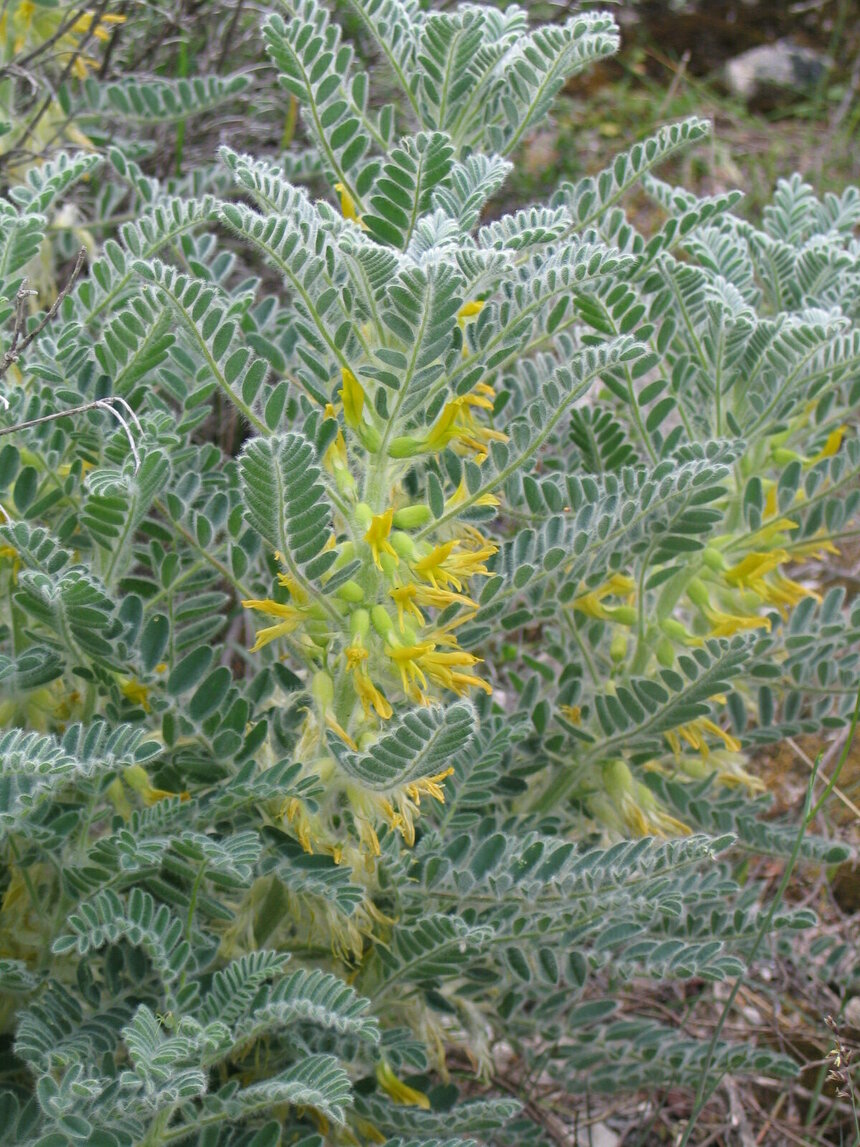 Лефкаренсис — краснокнижное растение на Кипре: фото 2