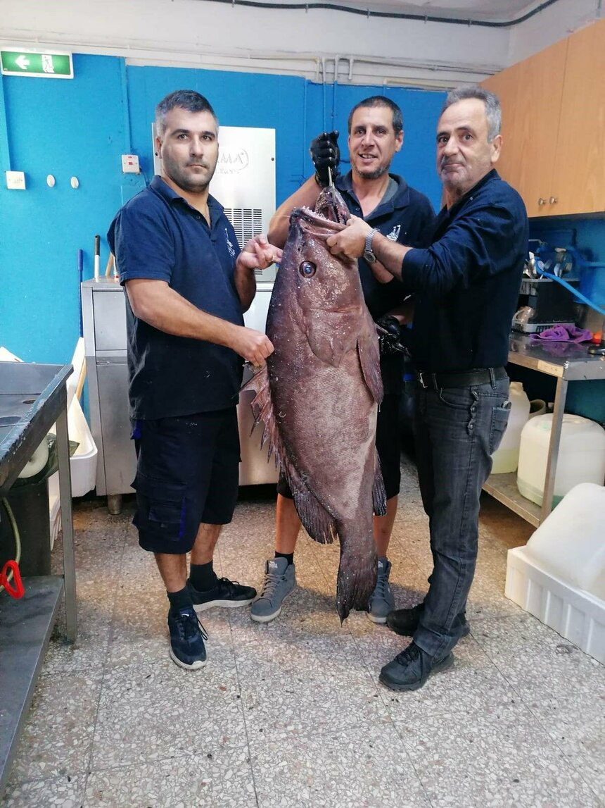 Под Пафосом выловлена 35-килограммовая рыба-гигант: фото 2