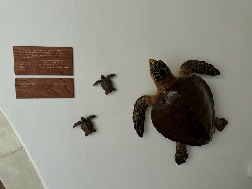 Музей черепах Иния-Лара в округе Пафос: фото 3