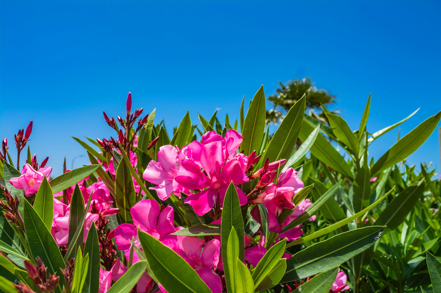 Олеандр — кипрский цветок-загадка: фото 14