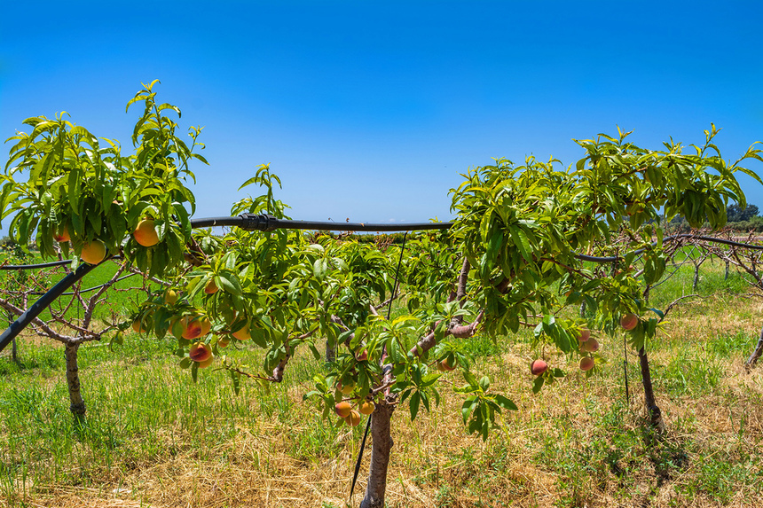 Не пропустите! На Кипре начался сезон сбора персиков: фото 4