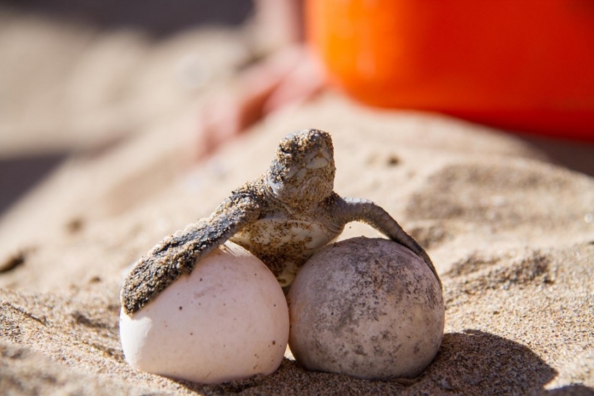 Дождались! На пляже Лара на полуострове Акамас вылупились первые черепашки в 2019 году: фото 4