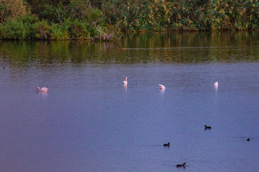 Озеро Ороклини - фантастическая охраняемая природная зона на Кипре и место для наблюдения за птицами : фото 52