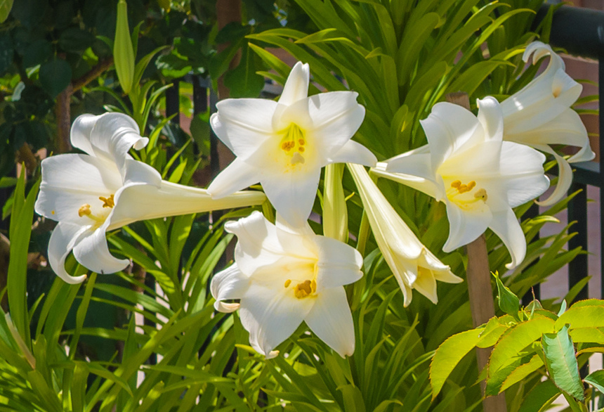 Божественная нежность: на Кипре зацвели прекрасные лилии: фото 13