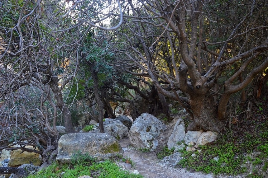 Ущелье Авакас на Кипре (Avakas Gorge. Cyprus): фото 21