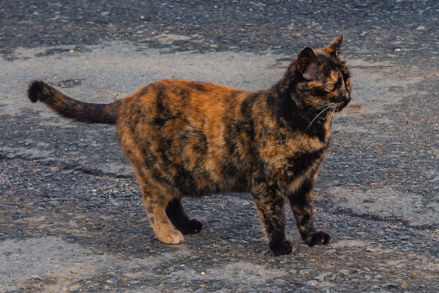 Пушистое чудо: кипрские кошки, которые не оставят равнодушным абсолютно никого!: фото 49