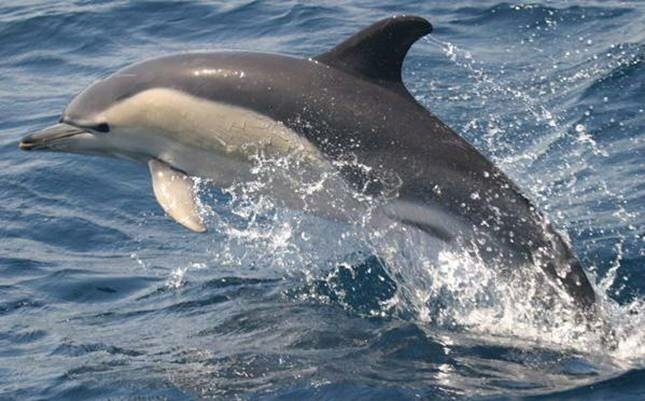 Удивительное зрелище - в Ларнаке резвится дельфин!: фото 3