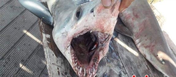 В сети кипрских рыбаков попали сразу 2 акулы!: фото 2