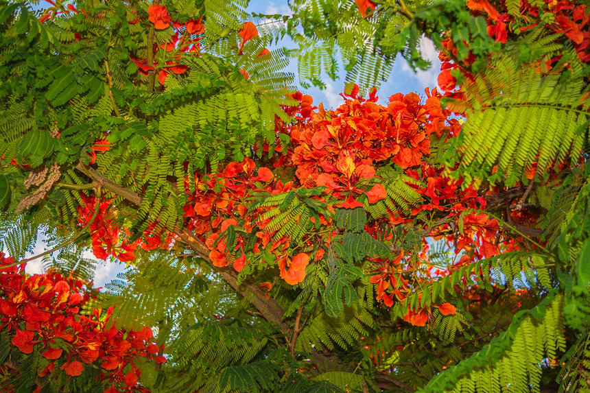 Делоникс королевский — прекасное цветущее дерево на Кипре: фото 17