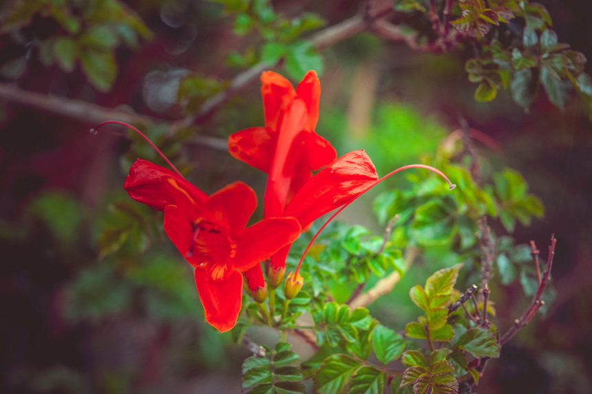 Цветущий Кипр весной: Текомария капская: фото 15