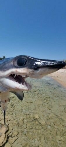 Отдыхающий на пляже в Айя-Напе руками поймал акулу: фото 2