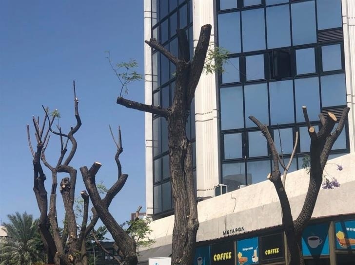 В Никосии снова разгорелся скандал из-за стрижки деревьев: фото 3