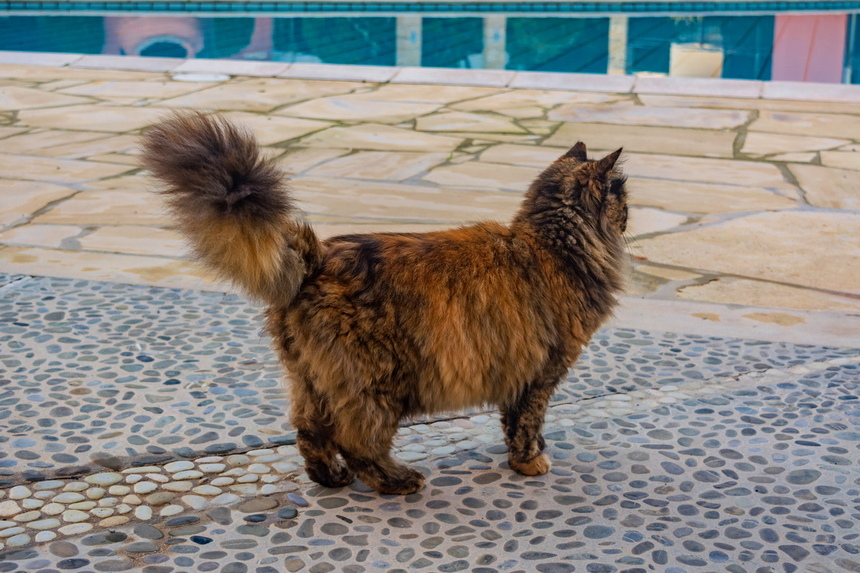 Пушистое чудо: кипрские кошки, которые не оставят равнодушным абсолютно никого!: фото 50