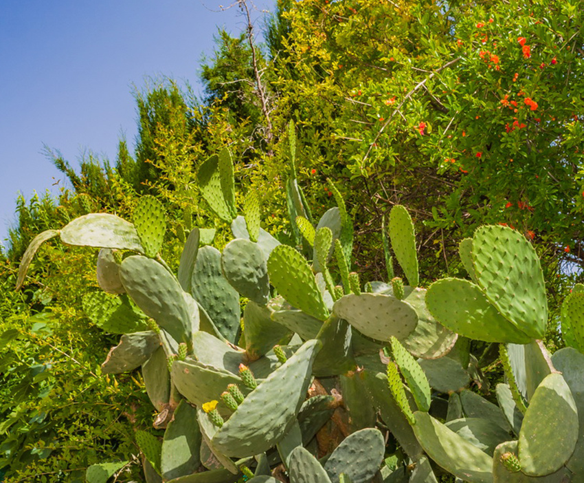 На Кипре цветет вкусный кактус опунция! Пробовали?: фото 3