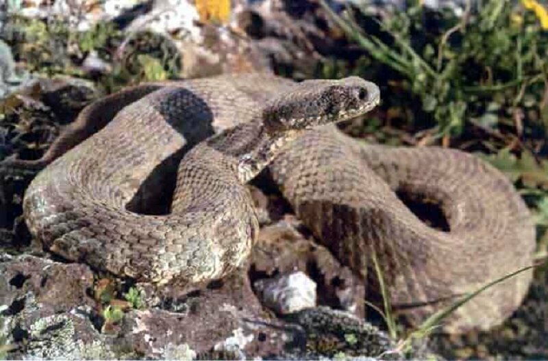 Тупоносая гадюка-единственная змея на Кипре опасная для человека