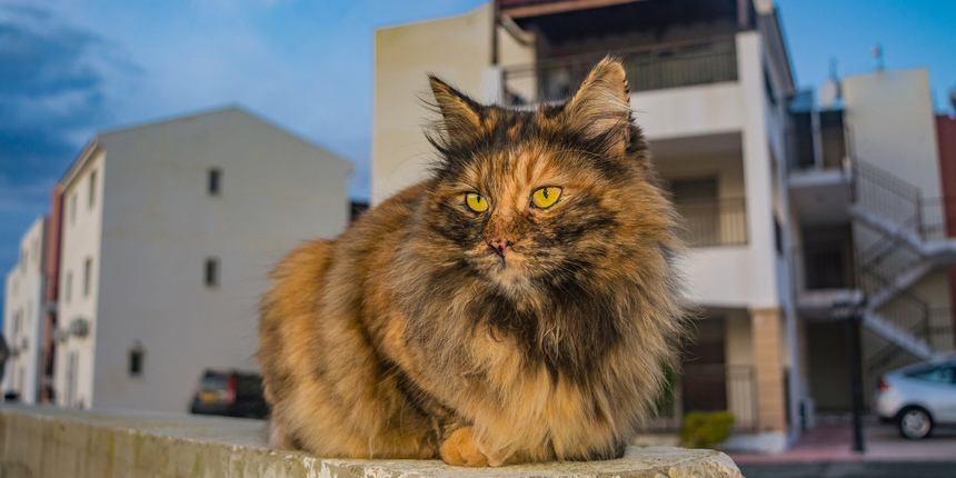 Пушистое чудо: кипрские кошки, которые не оставят равнодушным абсолютно никого!: фото 3