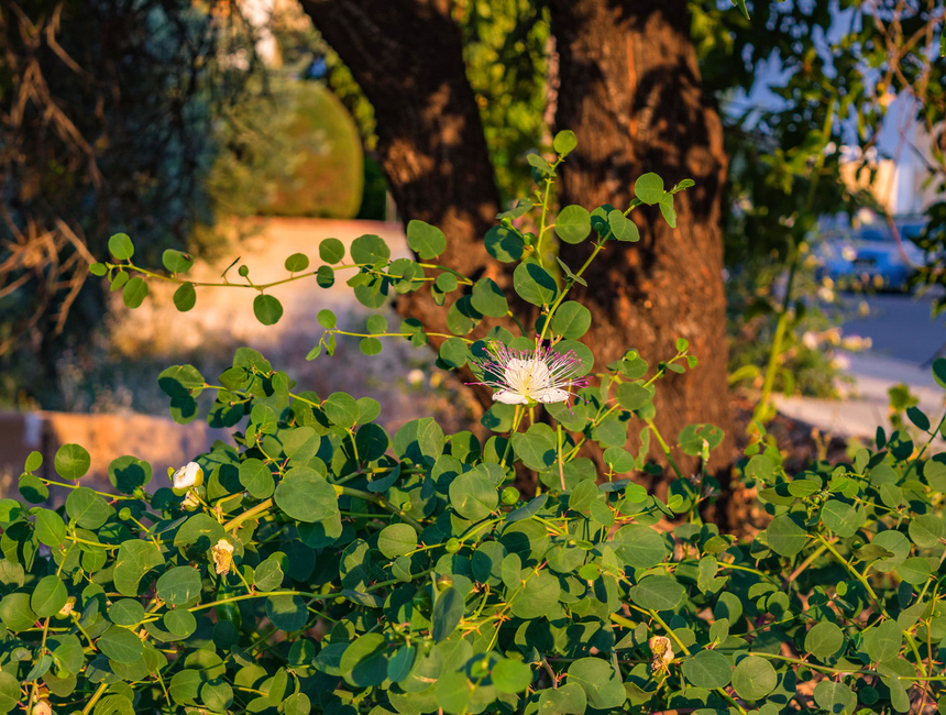 Каперсы — сорняк и деликатес на Кипре: фото 3