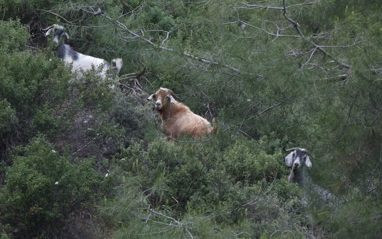Дикие лесные козы Кипра атаковами города: фото 3
