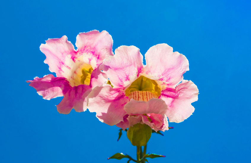 Подранея Рикасоля - кипрская лиана с розовыми колокольчиками: фото 20