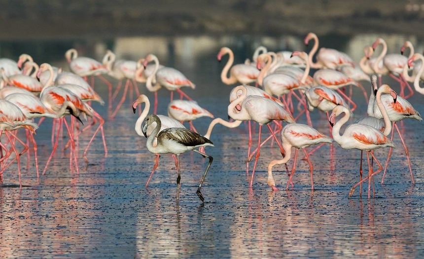 Невероятно! На Кипр прилетело 11 тысяч фламинго: фото 3