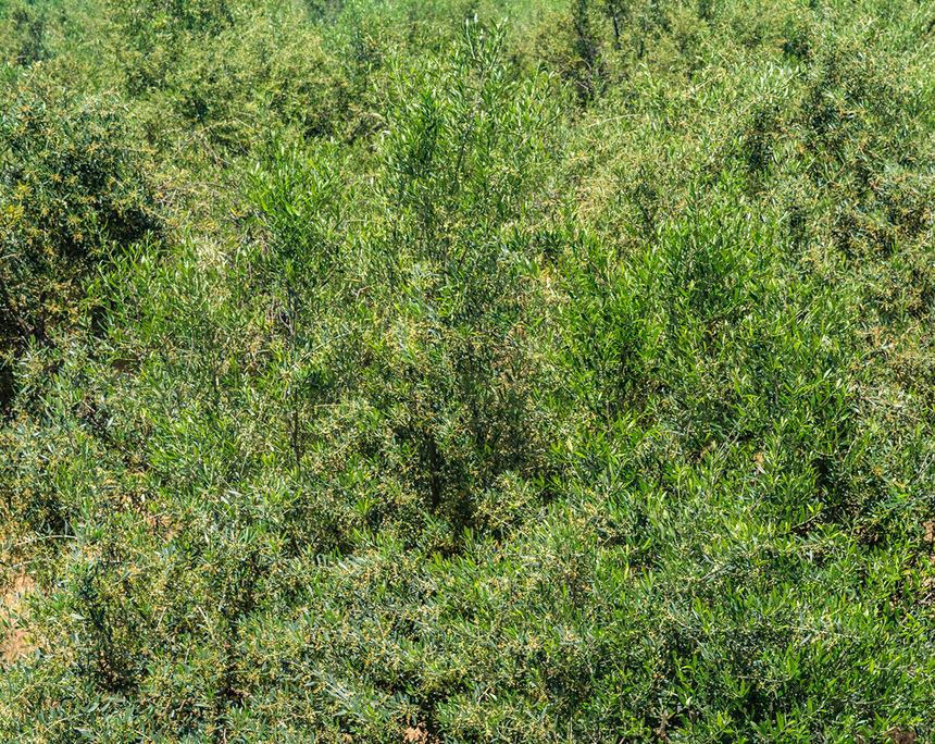 В мае на Кипре в цвету оливковые деревья! : фото 9