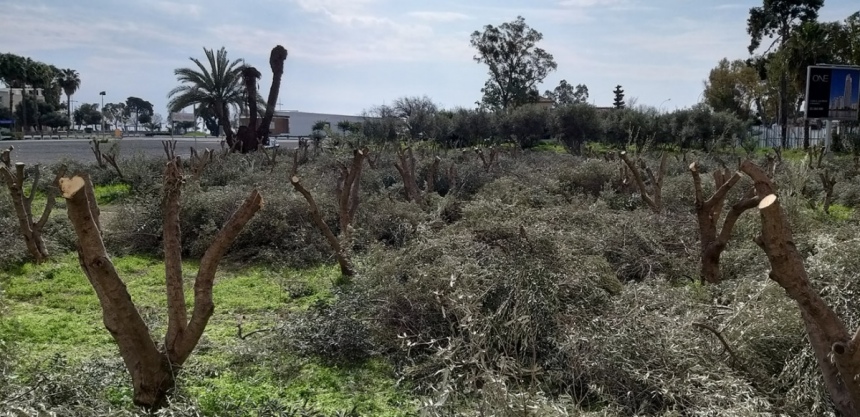 Строительство новой высотки в Лимассоле началось с вырубки оливковой рощи (Фото): фото 2