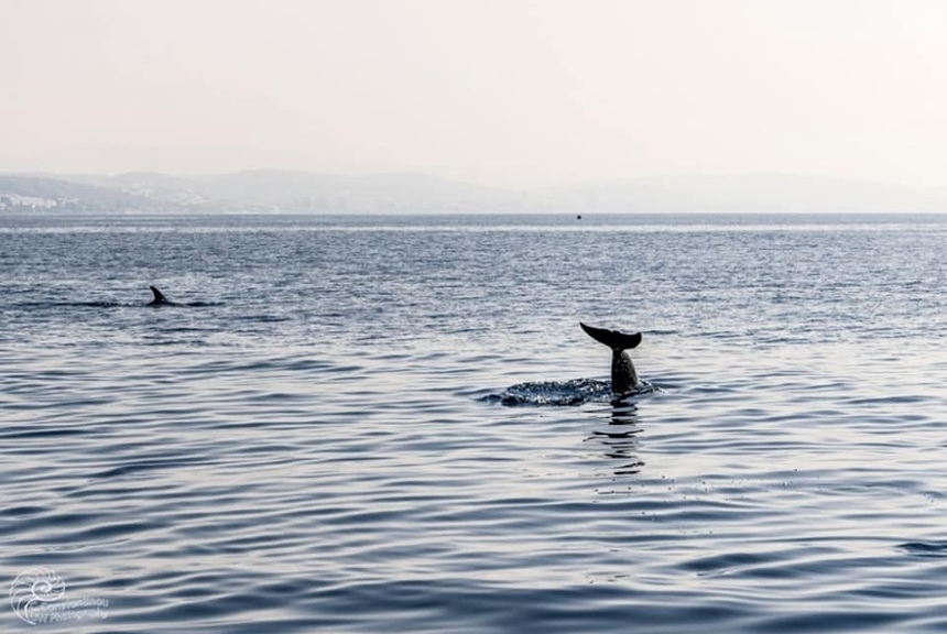 Невероятно! В Лимассоле дельфины подплыли к самому берегу и купались вместе с отдыхающими: фото 4