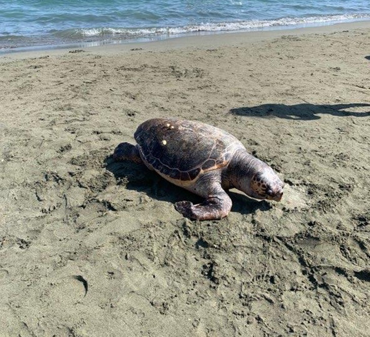 На Кипре из-за пластика умерли две большие черепахи: фото 2