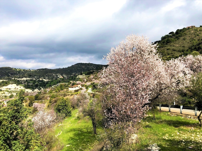 На Кипре в разгаре волшебное и фантастически красивое время цветения миндаля: фото 5