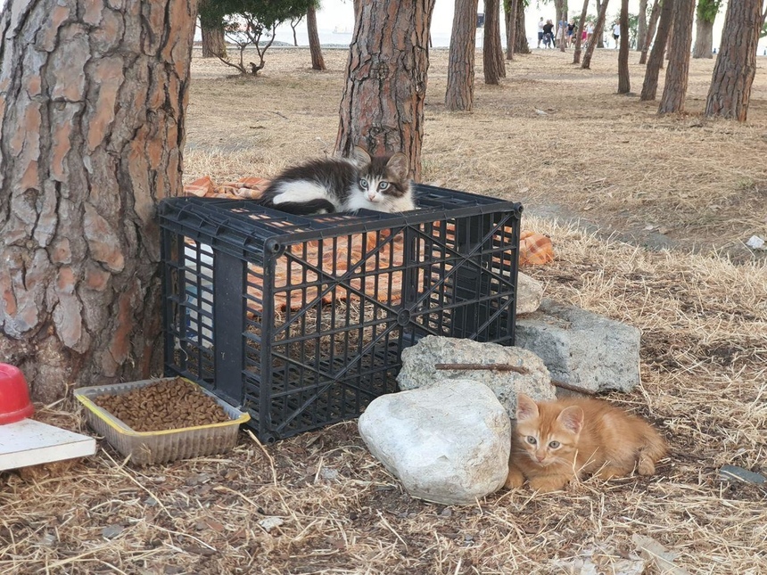 В парке Дасуди в Лимассоле возвели очередные две новостройки: фото 6