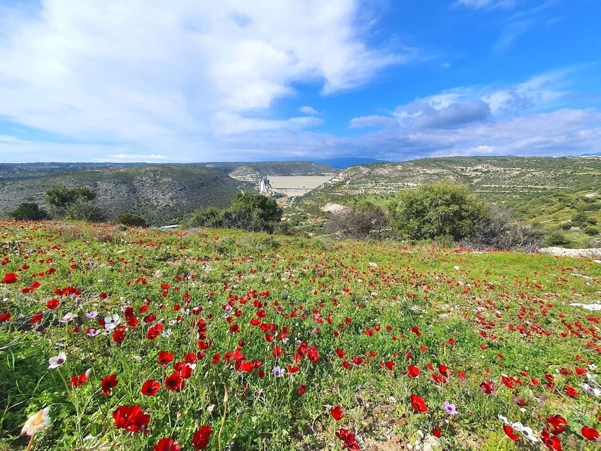 На Кипре расцвели потрясающие Анемоны: фото 3