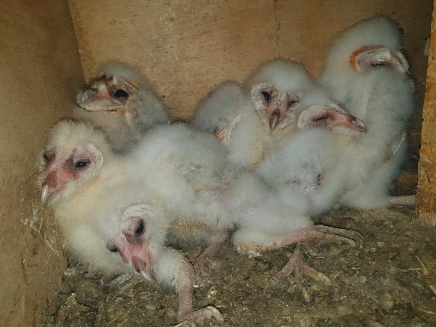 Рост и развитие птенцов совы-сипухи в искусственных гнездах на Кипре