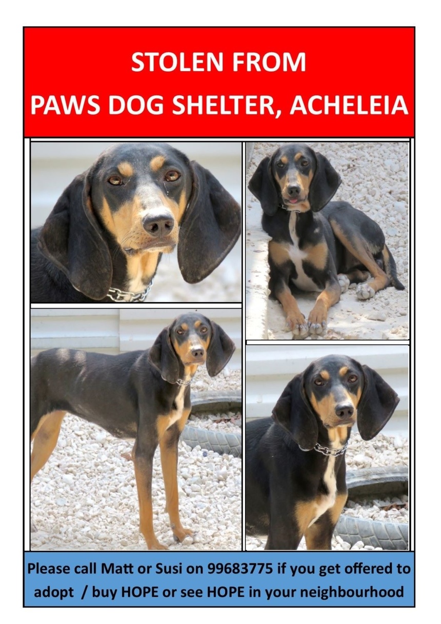Внимание, розыск! Из приюта в Пафосе украдены собаки: фото 4