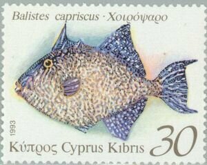 Серый спинорог, курок, или рыба-свинья, — удивительный обитатель вод Кипра: фото 3