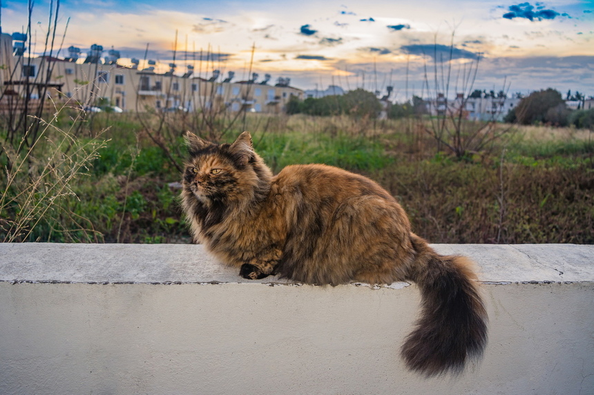 Пушистое чудо: кипрские кошки, которые не оставят равнодушным абсолютно никого!: фото 30