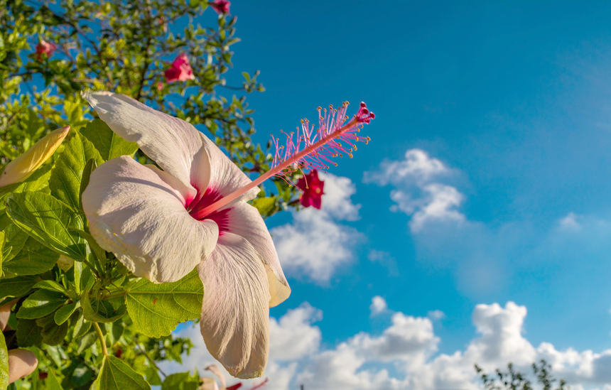 Красочные цветущие кипрские гибискусы : фото 44