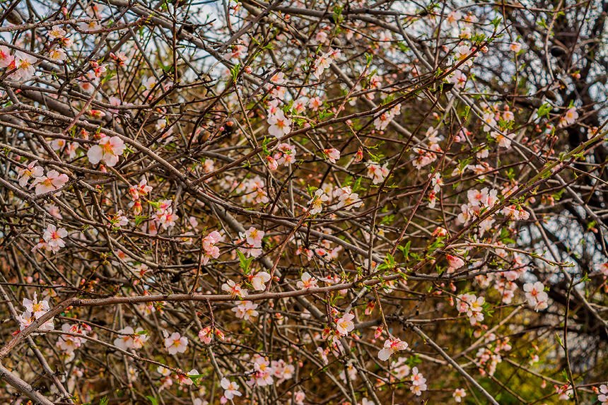 Цветение миндаля на Кипре — признак наступающей весны! : фото 25