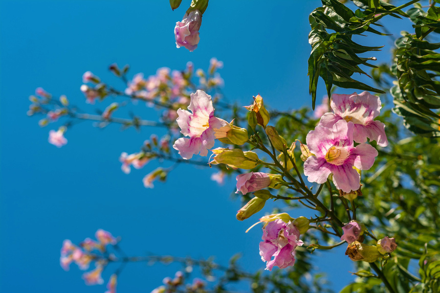 Подранея Рикасоля - кипрская лиана с розовыми колокольчиками: фото 11