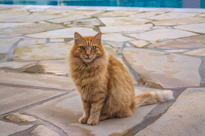 Пушистое чудо: кипрские кошки, которые не оставят равнодушным абсолютно никого!: фото 52