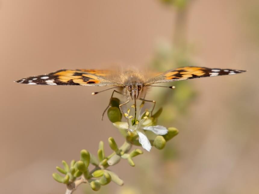 ​На Кипр прилетела очередная партия потрясающих бабочек: фото 3