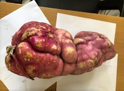 У кипрского фермера вырос гигантский овощ-мутант : фото 2