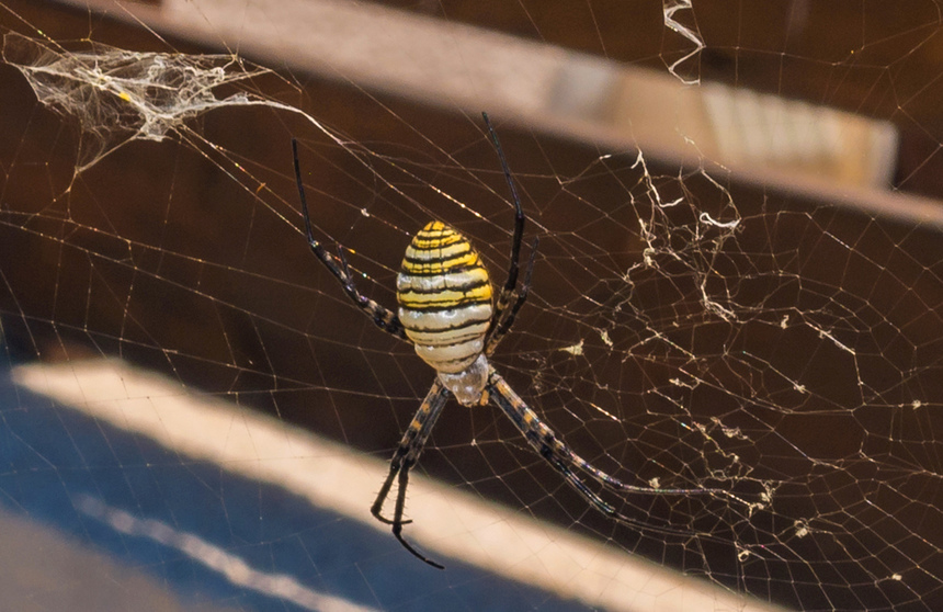 Аргиопа — кипрский ядовитый паук-оса: фото 5