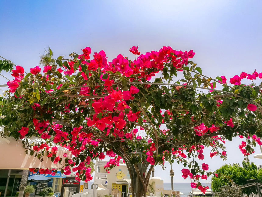 Потрясающее зрелище - цветущая бугенвиллия на Кипре: фото 17