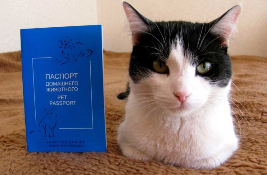 Без кота жизнь плоха! Правила провоза домашних животных на Кипр: фото 5