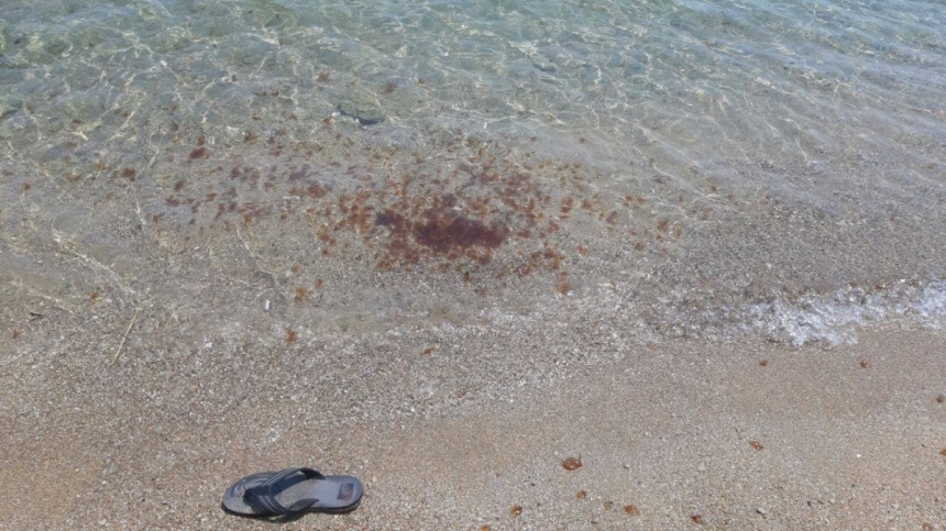 Внимание! Побережье Кипра атакуют ядовитые медузы: фото 3