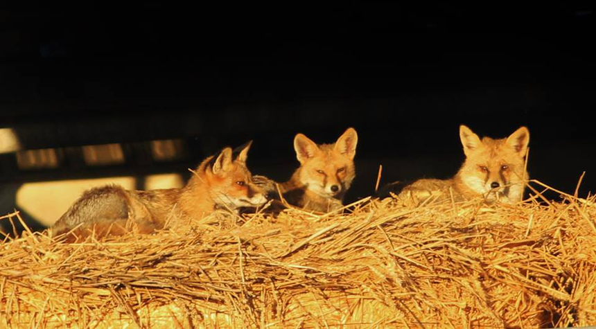 Рыжие и пушистые: Министерство сельского хозяйства Кипра развеяло мифы о лисах : фото 6